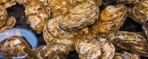 生蚝蒸多久 生蚝蒸多久才能开口