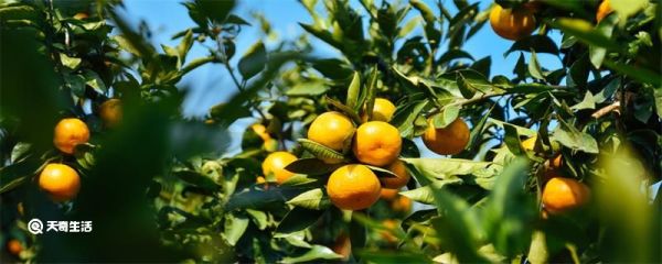 一年好景君须记最是橙黄橘绿时是什么意思 一年好景君须记最是橙黄橘绿时是什么意思简写