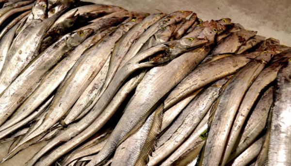 买冰冻带鱼怎么挑选 冰冻带鱼怎么挑选