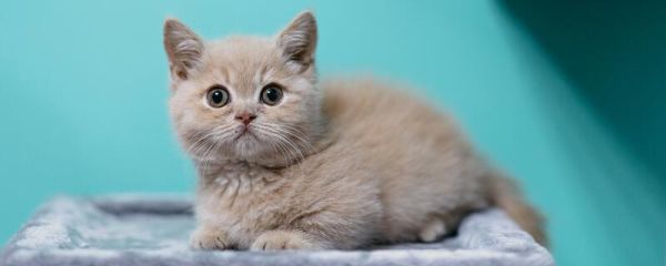 猫为什么怕黄瓜 为什么猫科动物怕黄瓜