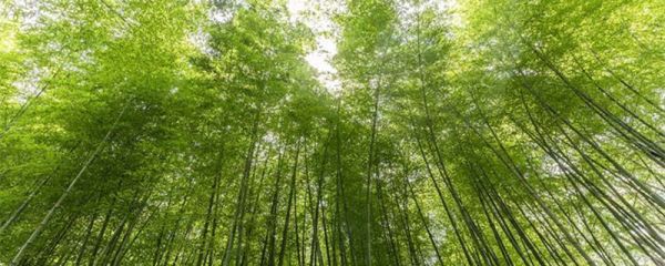 古代对竹的雅称 古时对竹子的雅称