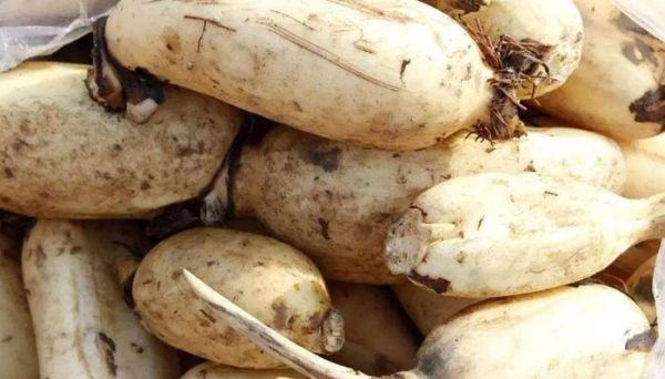 莲藕冬天长期储存方法  莲藕冬天长期储存方法是什么