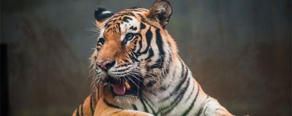 华南虎灭绝了吗 华南虎灭绝了吗原因