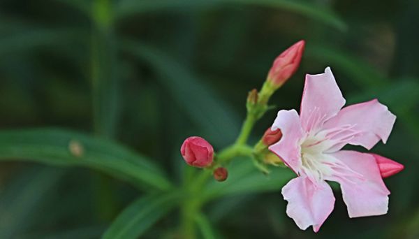 夹竹桃有毒吗 夹竹桃对人体有害吗