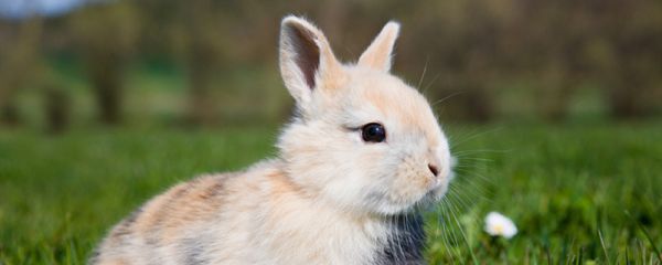 兔肉和什么相克 兔肉不能和什么一起吃