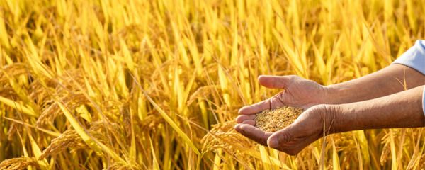 秋的寓意和象征 秋的寓意和象征是什么