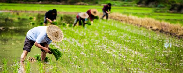 菽是指什么 菽是指什么农作物