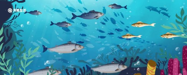 鲨鱼属于哪类动物 鲨鱼属于哪一类动物