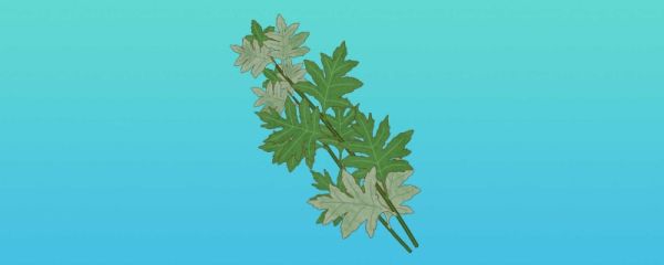 端午节门口怎么挂艾草 端午节门口挂艾草是倒挂还是正挂