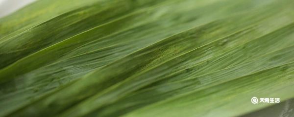 新鲜芦苇叶怎样长期保存 新鲜芦苇叶如何长期保存