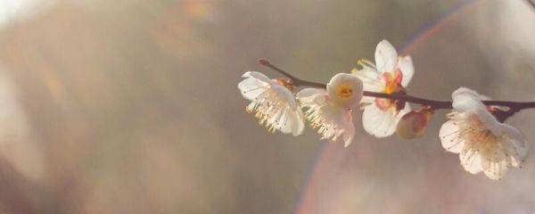 岁寒三友指的是 岁寒三友是指哪些