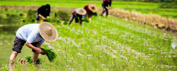劳动节的诗句 关于劳动节的诗句