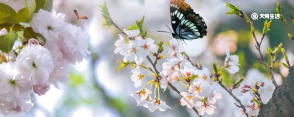 蝴蝶有几对翅膀 蝴蝶是有几对翅膀