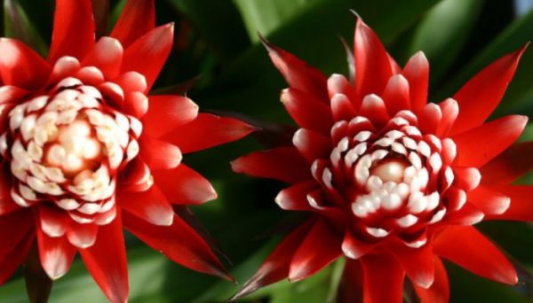 鸿运当头的养殖方法和注意事项 鸿运当头的养殖方法和注意事项是啥