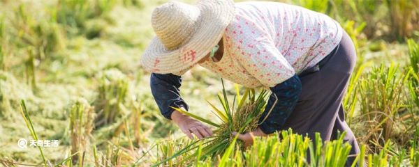 劳动节的来历简介 劳动节是什么时候
