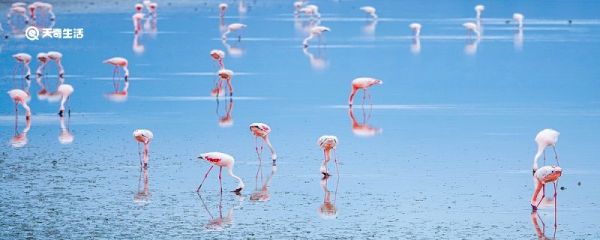 火烈鸟吃什么 火烈鸟以什么为食