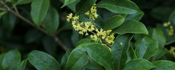 丹桂飘香是什么季节 丹桂飘香的季节是什么