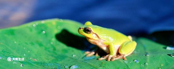 为什么两栖动物的皮肤总是湿漉漉的 两栖动物的皮肤为什么总是湿漉漉的