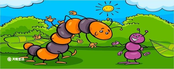 有很多脚的虫子叫什么 有很多脚的虫子叫什么名字