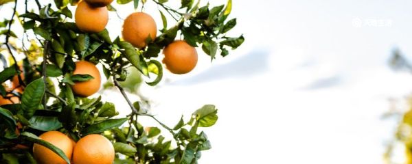 橙子的公母怎么分 橙子怎么分