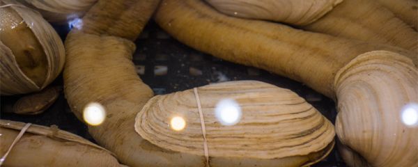 象拔蚌什么梗  象拔蚌是什么梗