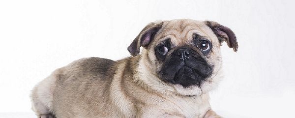 怎么养狗狗 狗狗黄金训练时期