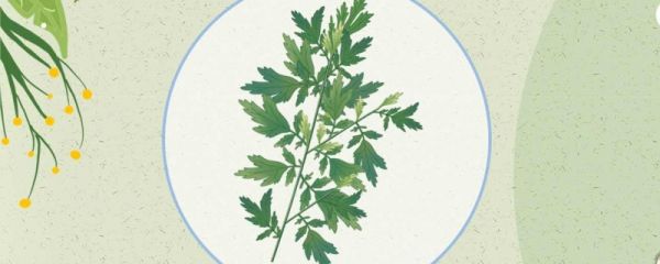 端午节艾草挂哪里 端午节艾草可以提前几天挂