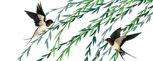 为什么说燕子是捕虫能手 燕子为什么是捕虫能手