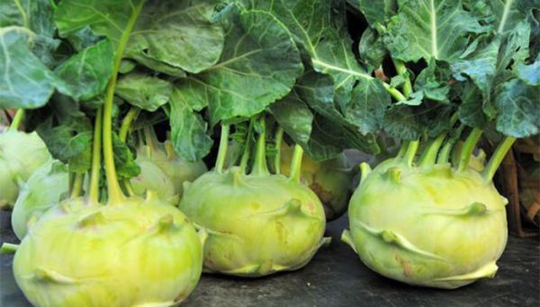 恰玛古在北方叫什么 恰玛古在北方被称做什么