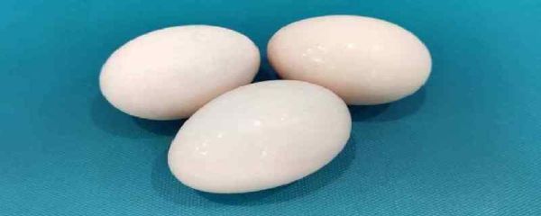 全蛋液是什么意思