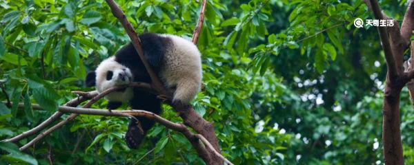 身体是黑白的动物都有哪些 身体是黑的动物都有哪些