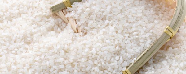 米长虫子了还能吃吗 米长虫了还可以吃吗