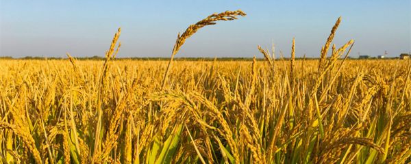 镉大米怎么来的 镉大米是什么