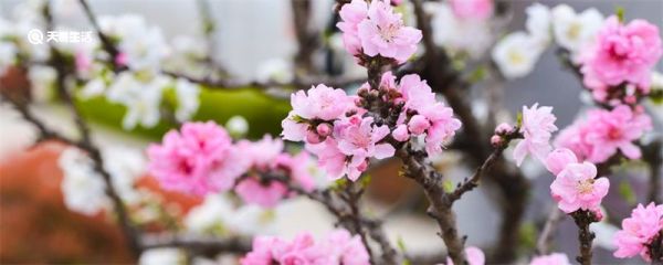 桃花仙人指的是谁 桃花仙人说的是谁