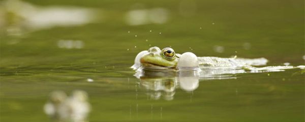 癞蛤蟆吃什么 癞蛤蟆吃什么东西