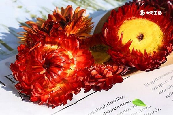 藏菊花茶的功效与作用 藏菊花茶的功效与作用点