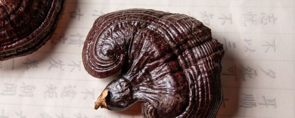 灵芝的吃法和保存 灵芝的吃法和保存方法