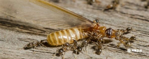 家里有蚂蚁怎么能彻底消灭 怎么能消灭家里的蚂蚁