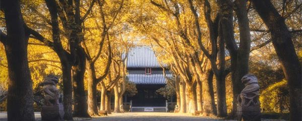 女孩梓烨名字的寓意 女孩梓烨名字的寓意和得分