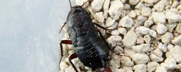 蟑螂是怎么滋生出来的 蟑螂是怎样滋生的