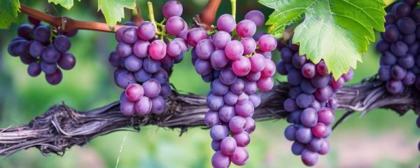 夏季整箱葡萄怎么保存 夏季葡萄保存注意事项