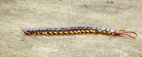 蜈蚣是害虫还是益虫啊 蜈蚣属于害虫还是益虫