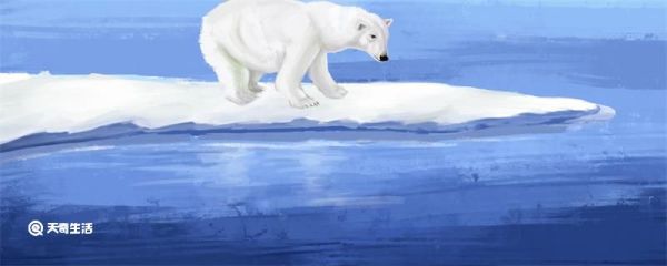 北极熊是不是冷血动物 北极熊生活在哪里