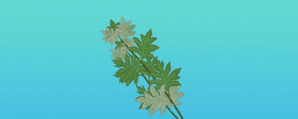 端午节挂艾草的寓意 端午节挂艾草挂在左边还是右边