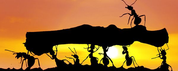 蚂蚁的习性 蚂蚁有哪些习性