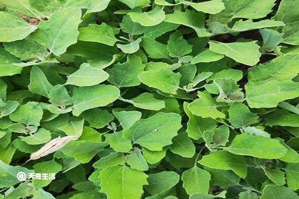 灰菜的功效与作用 灰菜主要有什么功效