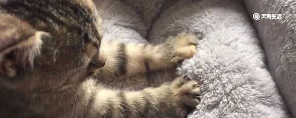 猫为什么会有踩奶的行为 猫会有踩奶的行为的原因