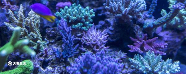 鱼是不是色盲 鱼类都有哪些感觉