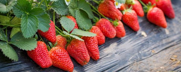 草莓的功效与作用 草莓的功效与作用有哪些