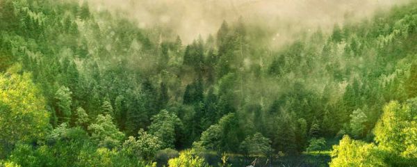 温带大陆性气候特点 温带大陆性气候主要分布在哪些地方